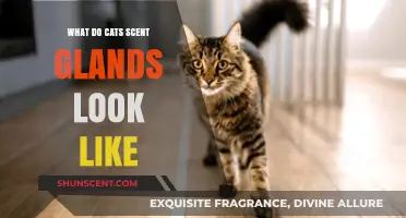 Exploring Feline Scent Glands: Appearance and Function in Cats