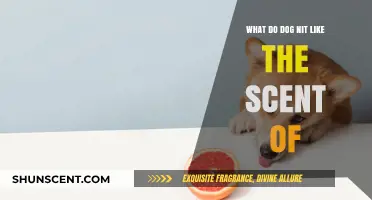 Unpleasant Aromas: Scents Dogs Despise and Why They Avoid Them