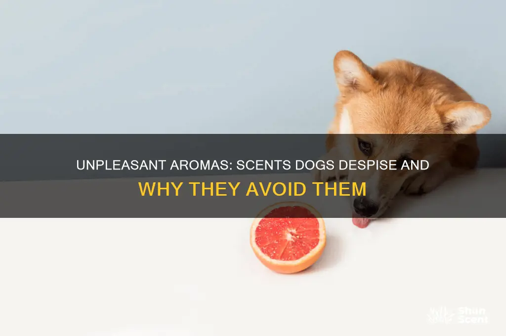 what do dog nit like the scent of