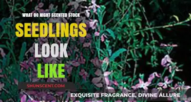 Identifying Night-Scented Stock Seedlings: A Visual Guide