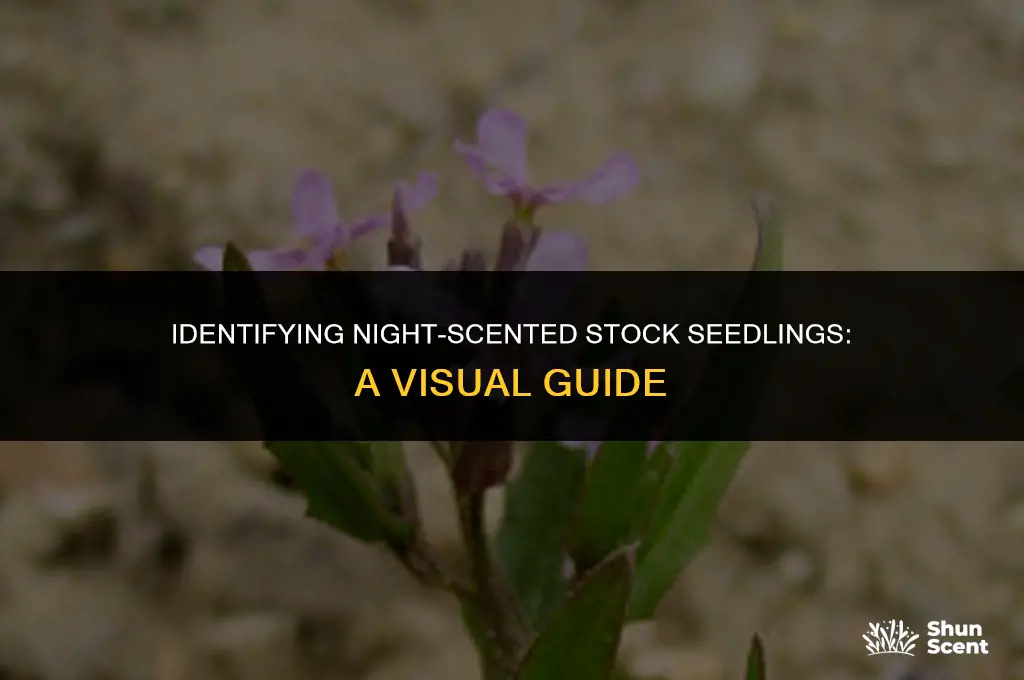 what do night scented stock seedlings look like