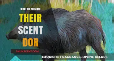 Decoding Pig Scents: How They Use Their Sense of Smell