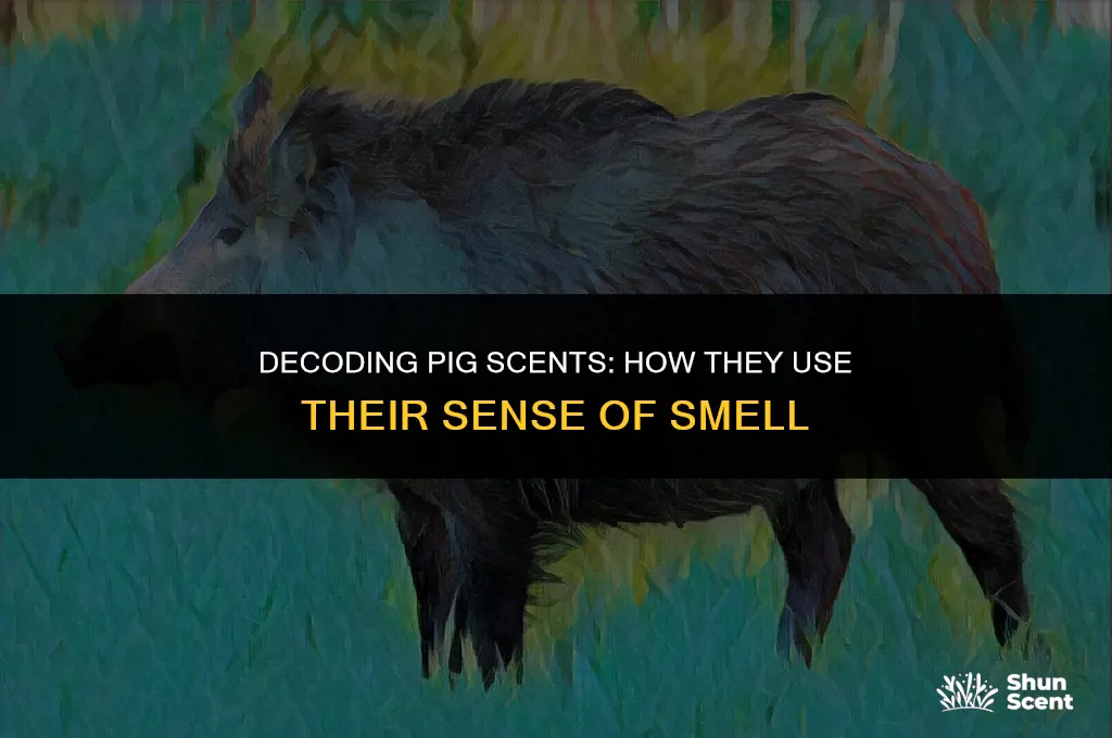 what do pigs use their scent dor