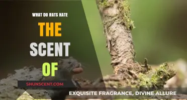 Unwanted Guests: Discovering Scents That Rats Despise