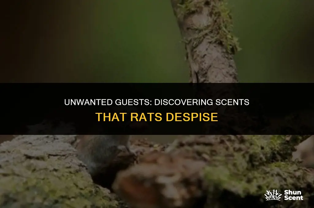 what do rats hate the scent of