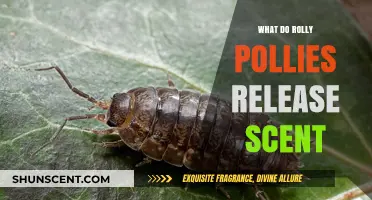 Unveiling the Secrets: What Do Rolly Pollies Release?