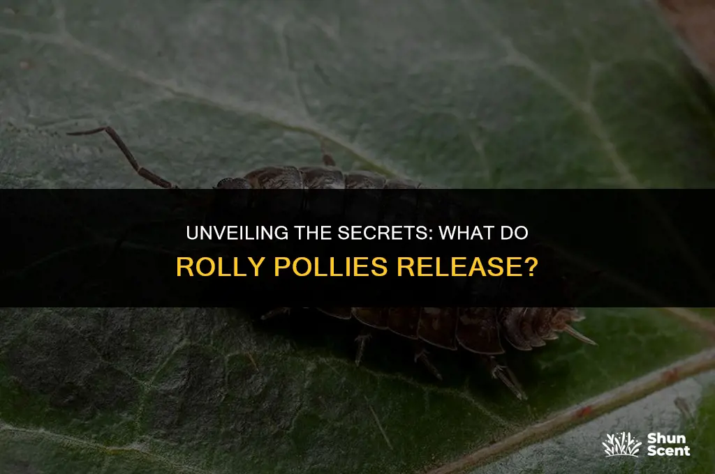 what do rolly pollies release scent