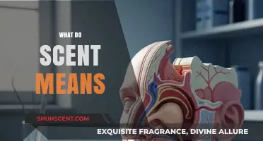 Unraveling the Mysteries of Scent: A Journey Through Olfactory Perception