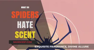 Unwanted Guests: Scents That Spiders Despise in Your Home