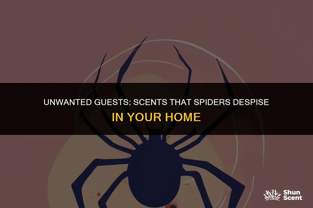 what do spiders hate scent
