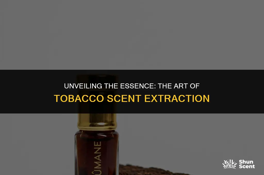 what do you call the extraction of tobacco scent