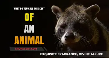 Unveiling the Secrets of Animal Scents: A Comprehensive Guide
