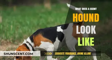 Unleashing the Scent Hound: A Visual Guide to Their Appearance