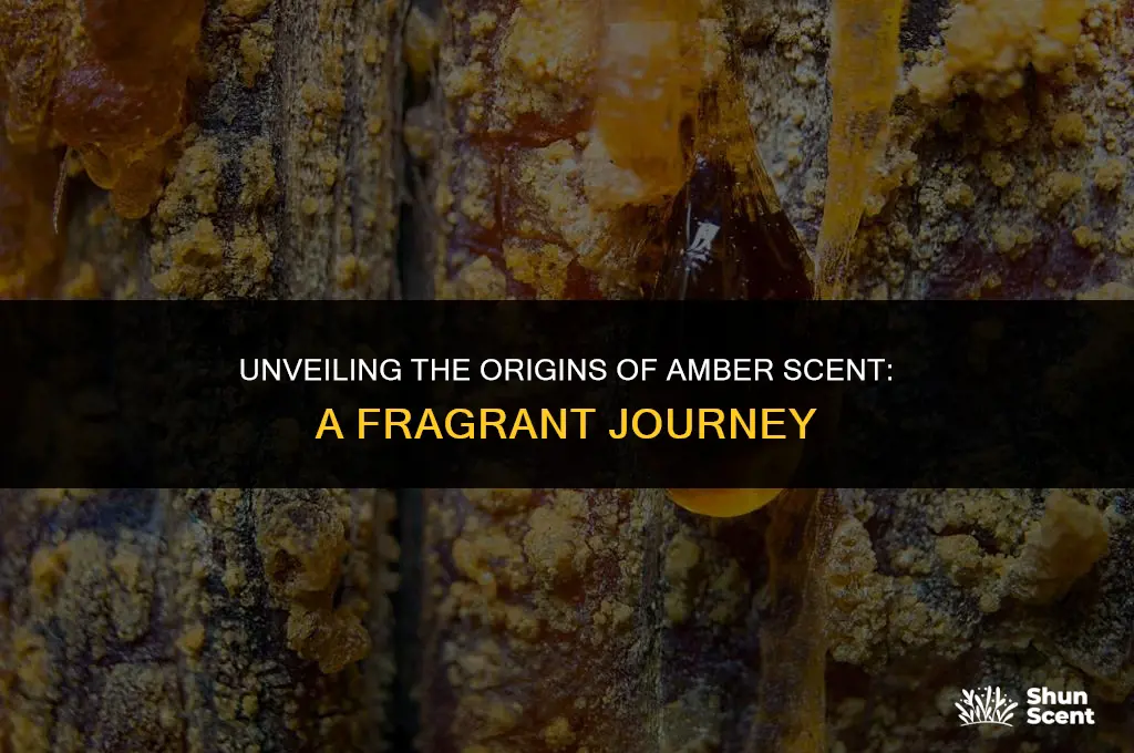 what does amber scent come from
