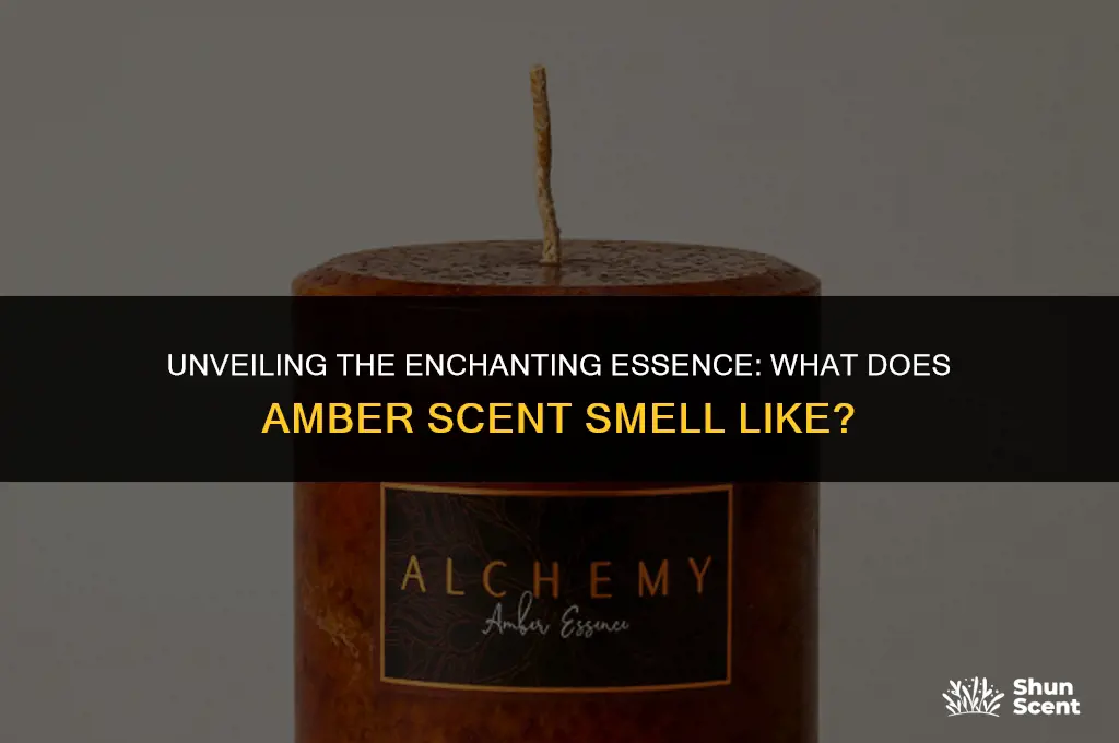 what does amber scent smell like
