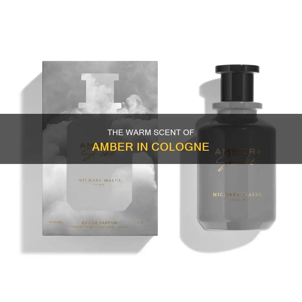 what does amber smell like in cologne