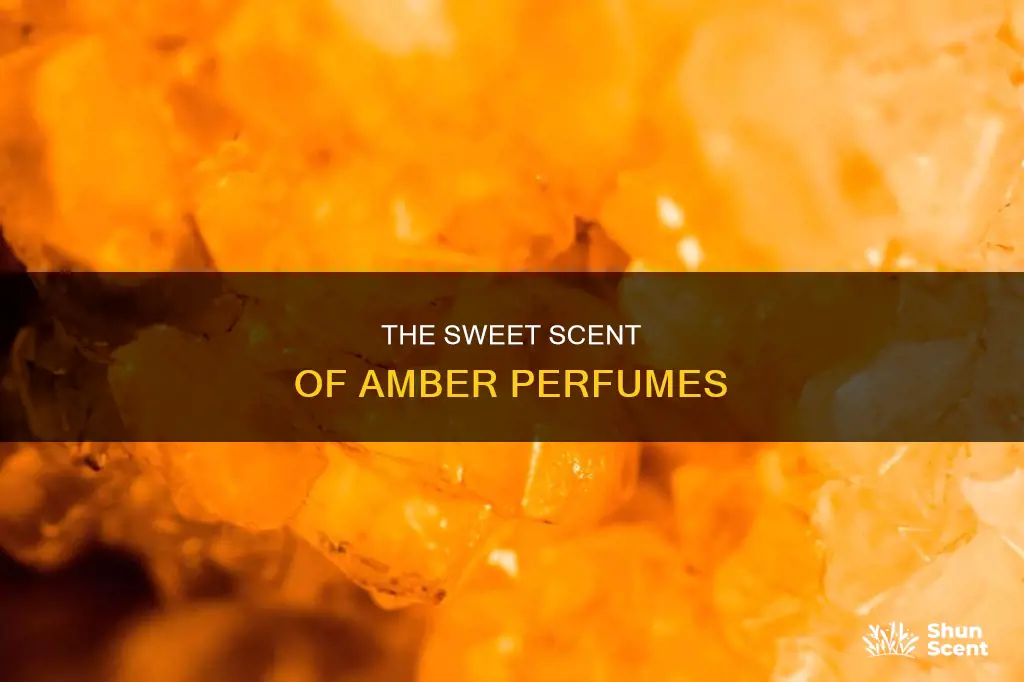 what does amber smell like in perfume