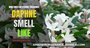 Daphne's Eternal Scent: A Fragrant Journey Through Time