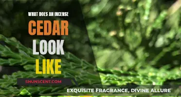 Identifying Incense Cedar Trees: A Guide to Their Unique Appearance