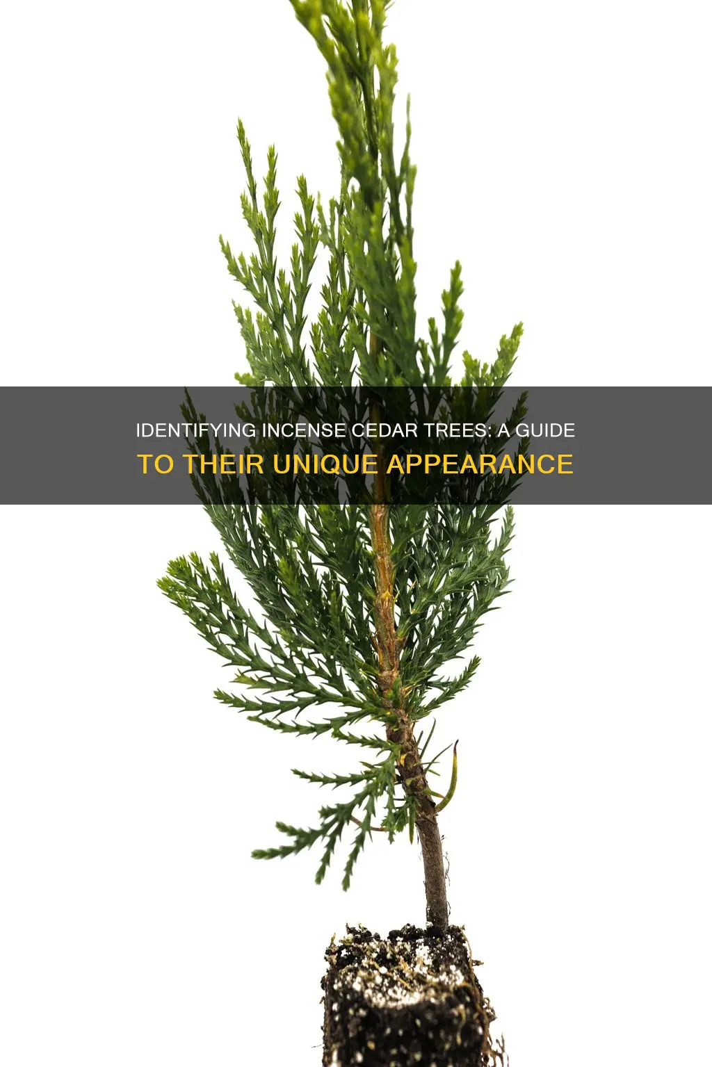 what does an incense cedar look like