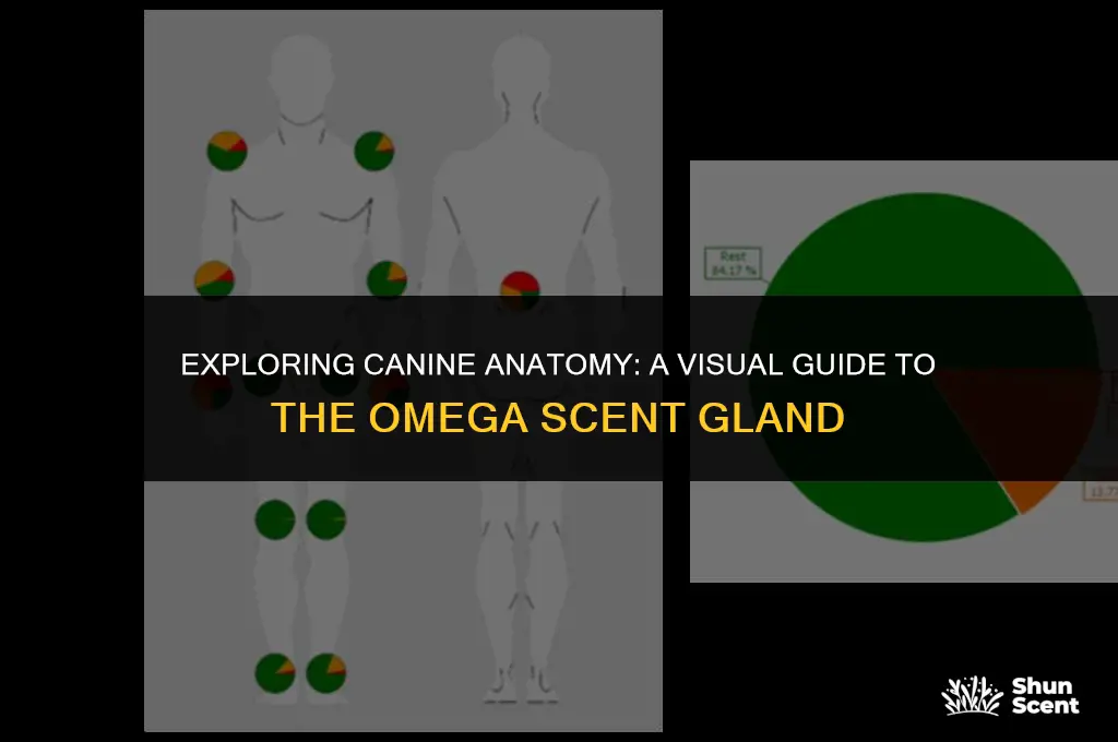 what does an omega scent gland look like