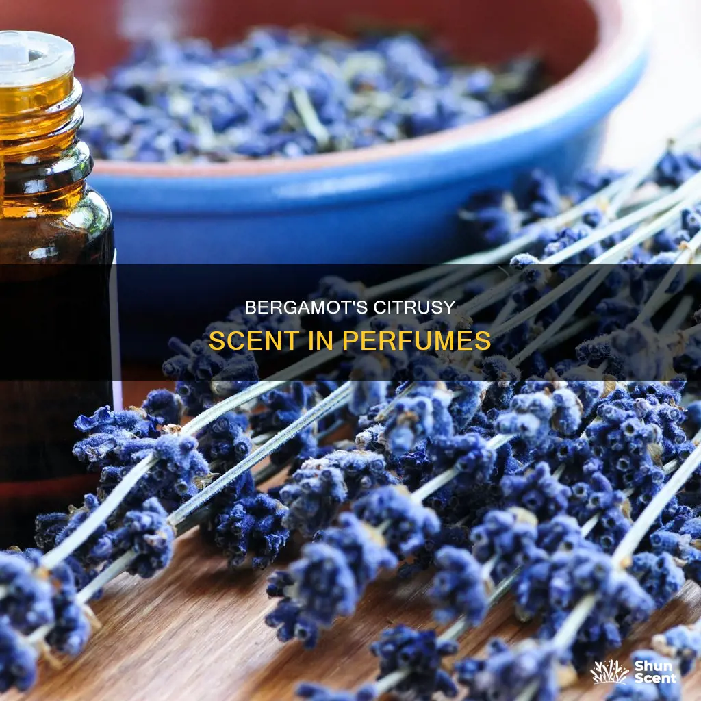what does bergamot smell like in perfume