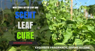Exploring the Healing Powers of Bitter Leaf and Scent Leaf