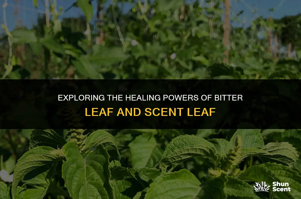 what does bitter leaf and scent leaf cure