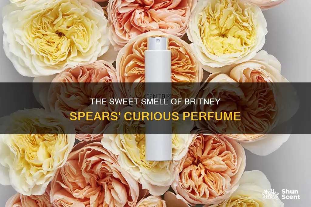 what does britney spears curious perfume smell like