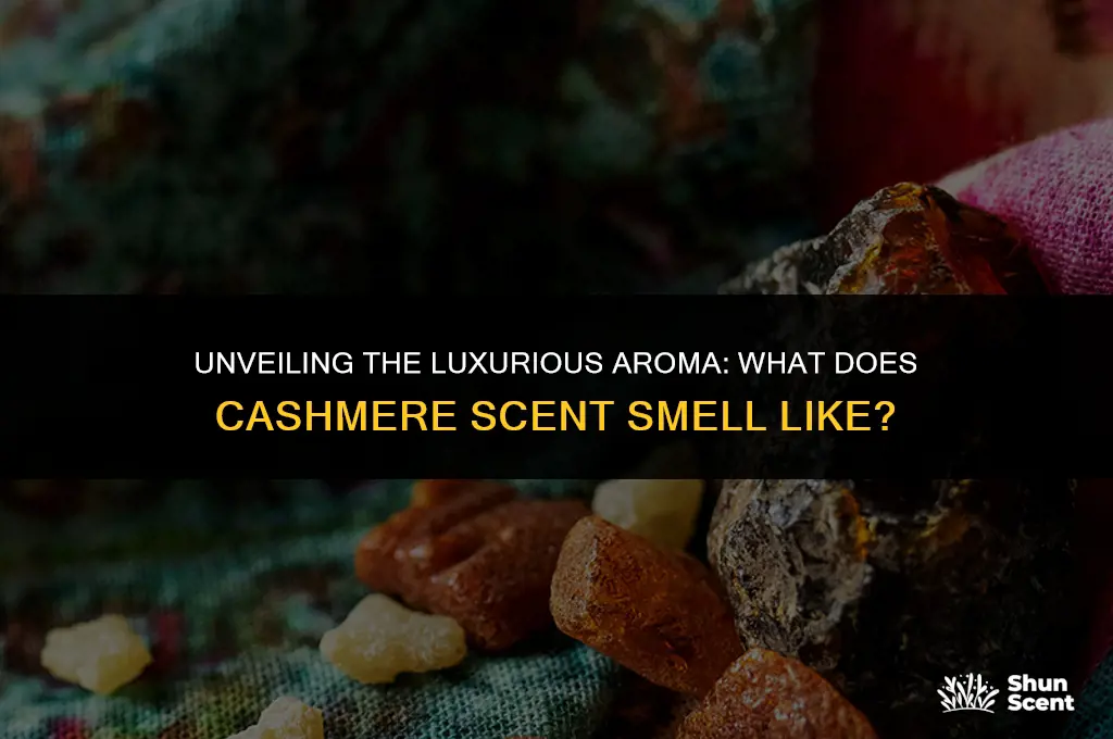 what does cashmere scent smell like