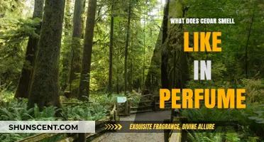 The Cedar Scent in Perfumes: A Fresh, Woody Aroma