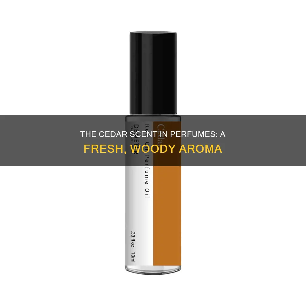 what does cedar smell like in perfume