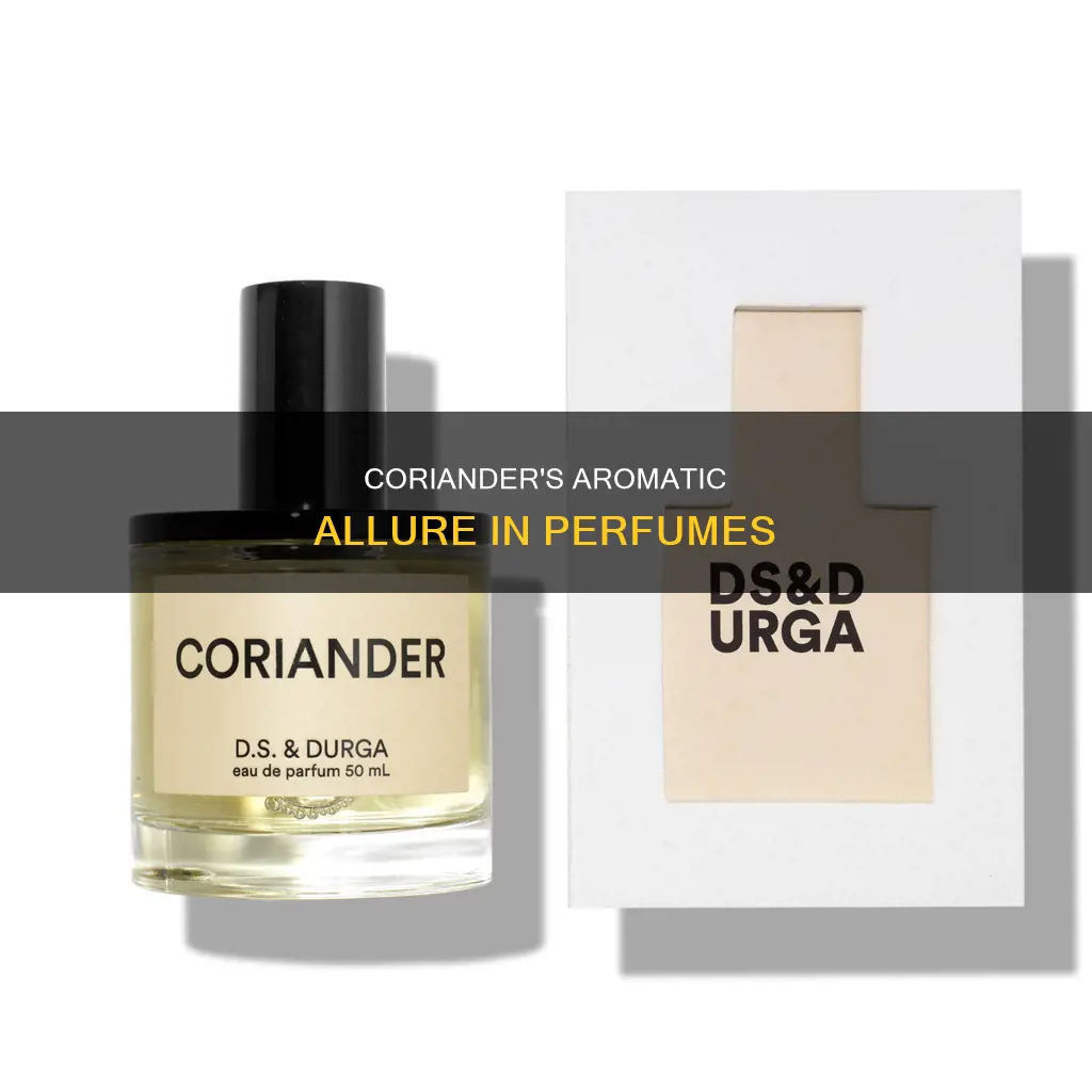 what does coriander smell like in perfume