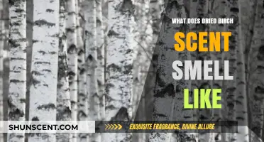 Exploring the Fragrant Notes of Dried Birch: A Sensory Journey