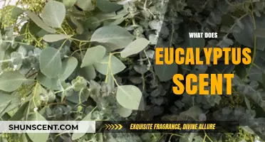 Unveiling the Fresh and Invigorating Essence of Eucalyptus Scent
