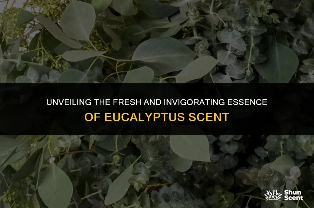 what does eucalyptus scent
