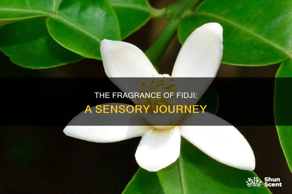 what does fidji perfume smell like