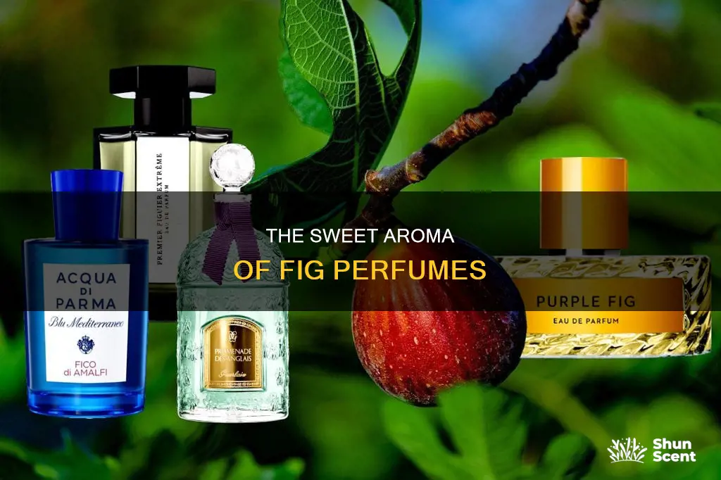 what does fig perfume smell like