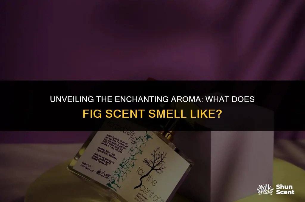 what does fig scent smell like