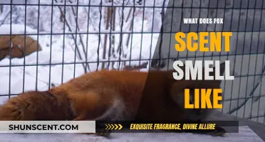 Unveiling the Mystique: What Does Fox Scent Really Smell Like?