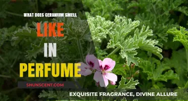 Geranium Perfume: A Fragrant Floral Scent