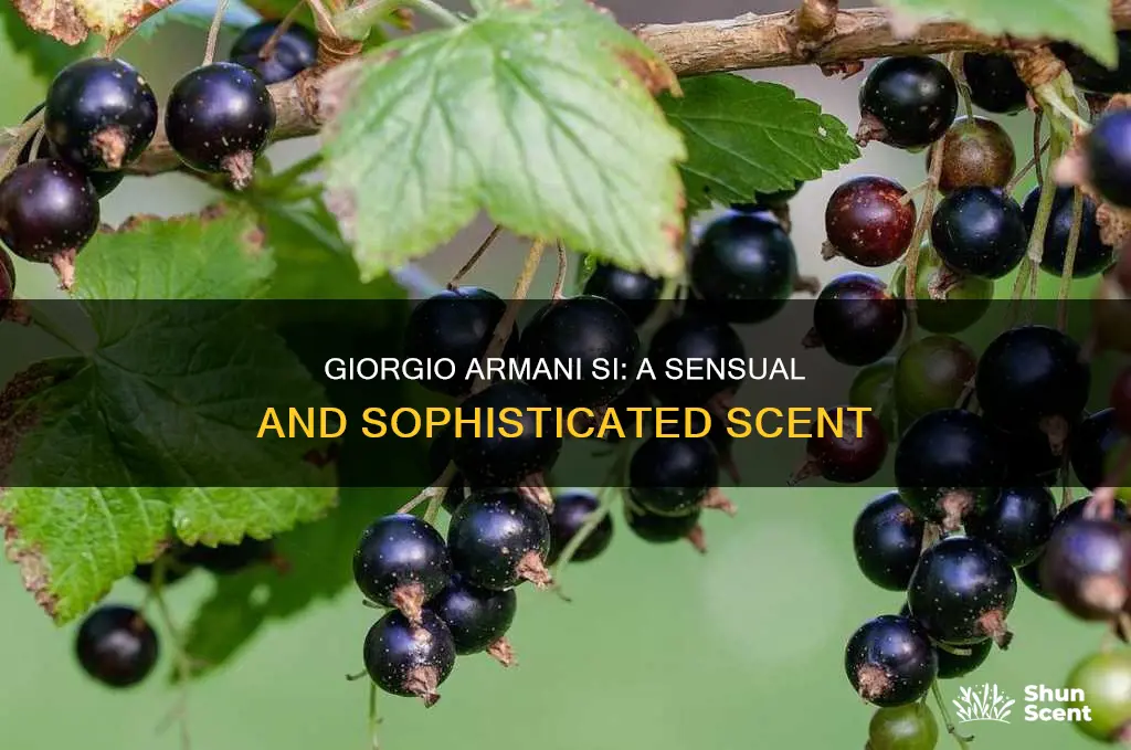 what does giorgio armani si perfume smell like