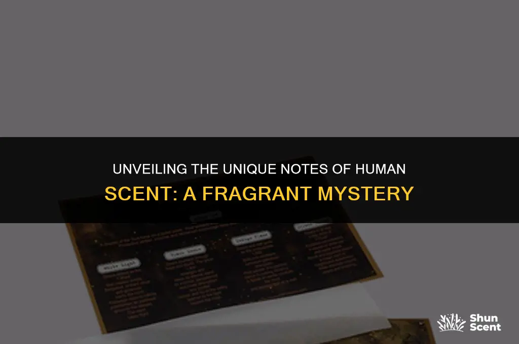 what does human scent smell like