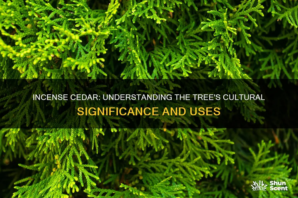 what does incense cedar mean