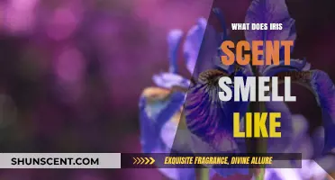 Unveiling the Enchanting Essence: What Does Iris Scent Smell Like?