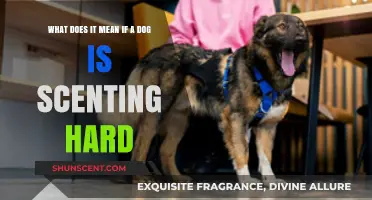 Decoding Canine Behavior: The Intriguing Science Behind a Dog's Scenting