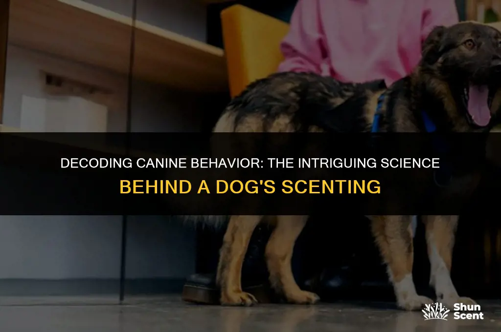 what does it mean if a dog is scenting hard
