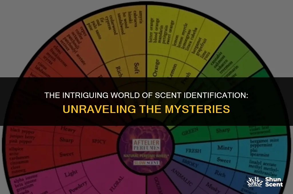 what does it mean if ylu can identify peoples scent