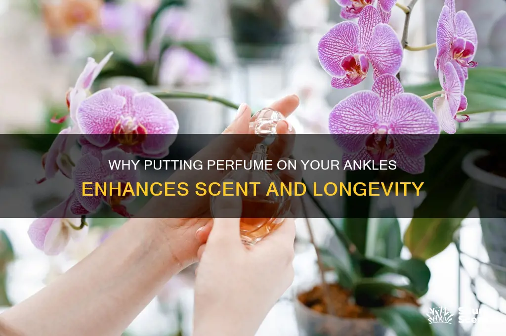 what does it mean to put perfume on your ankles