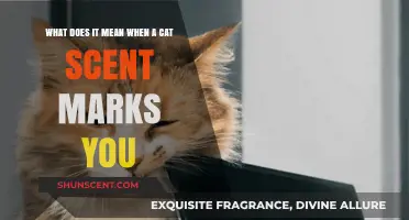 Understanding Feline Affection: When Your Cat Leaves Its Scent on You